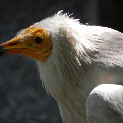 un rapace au donjon des aigles