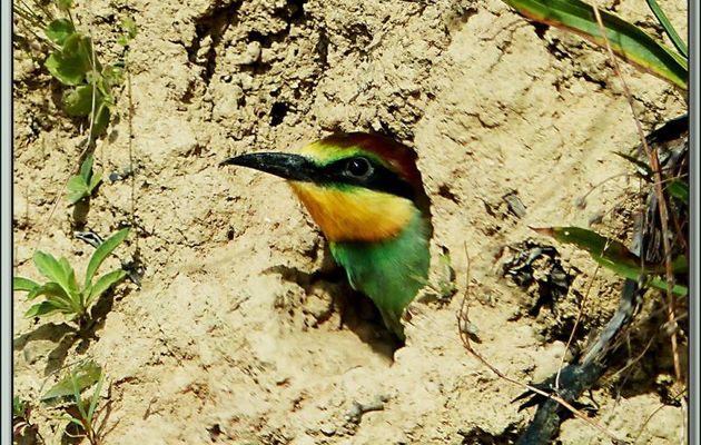 Guêpier d'Europe (Merops apiaster) - Rouède - 31