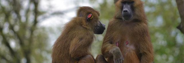 Le Parc Zoologique de Paris : Le babouin de Guinée