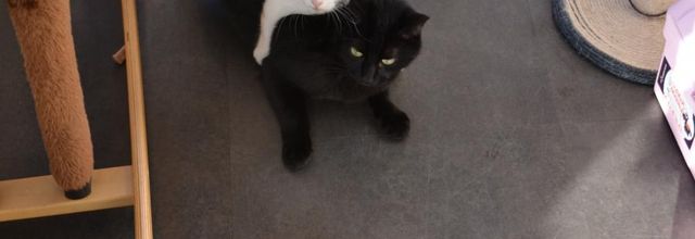 les z'animaux sympas du jeudi