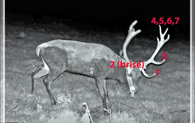 Petit brame nocturne dans la nuit du 26 au 27 septembre 2021 (cerf 14 cors) - Lartigau - Milhas - 31