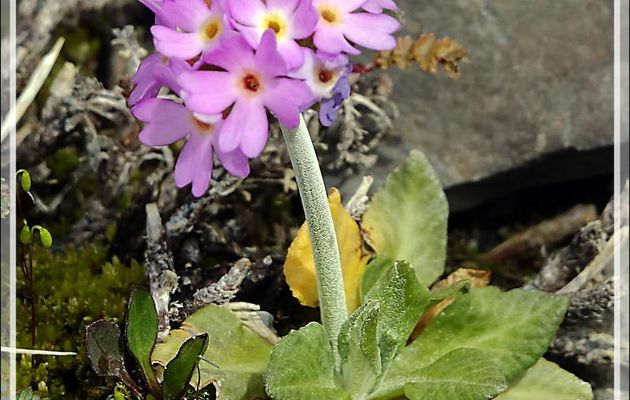 Primevère de Magellan (Primula magellanica) - Lago Guillermo - Estancia Cristina - Lago Argentino - Patagonie - Argentine