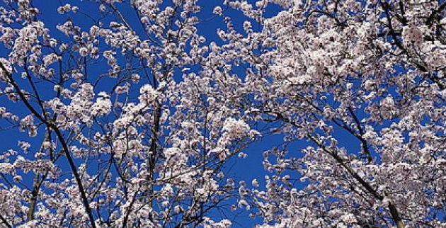 LE PRINTEMPS EST ANNONCE POUR LE 20 MARS 2025- SUR QUELQUES FLEURS DE PRINTEMPS 