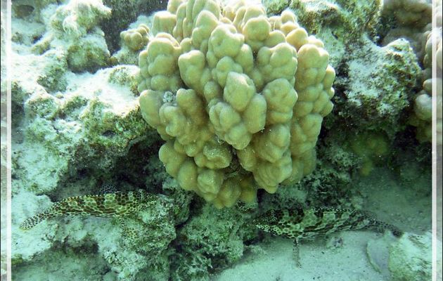 Mérou gâteau de cire ou Loche rayon de miel, Honeycomb grouper (Epinephelus merra) - Lagon de la Pension Kuriri - Maupiti - Polynésie française