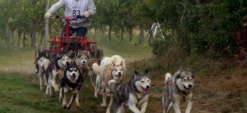 une saison au crocs blancs des charentes