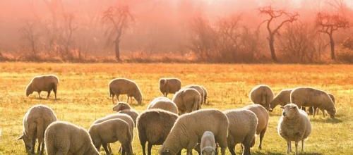Une histoire de mouton pour rire...