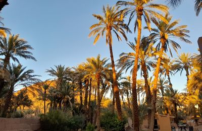 Depuis Essaouira le retour