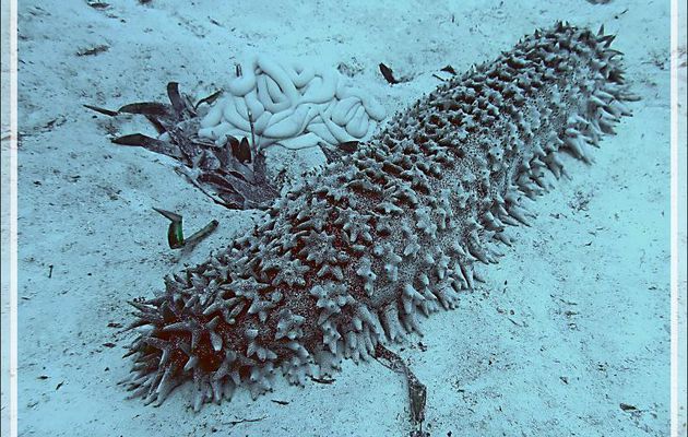 Holothurie ananas (Thelenota ananas) - Plongée à l'île Bijoutier - Seychelles