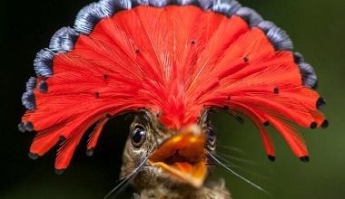 Oiseaux étranges ... 