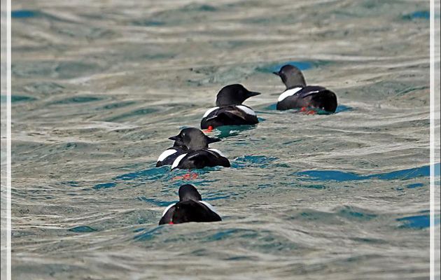Guillemot à miroir, Black Guillemot (Cepphus grylle) - Cambridge Point - Coburg Island - Baffin Bay - Nunavut - Canada