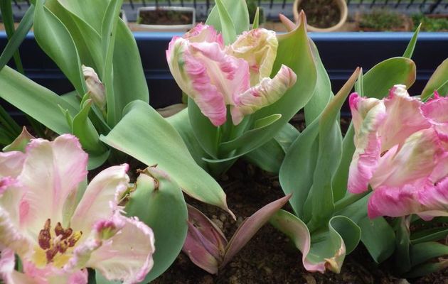 C'EST PARTI POUR LE PRINTEMPS