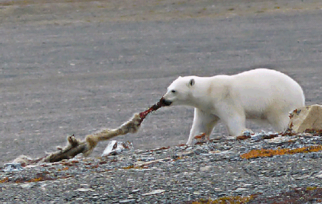 Gif animé de l'ours polaire, qui, dérangé par notre présence, trimbale sa charogne un peu plus loin (Polar bear) - Creswell Bay - Somerset Island - Nunavut - Canada