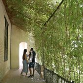 Le 24 août 2022 : L'Alcazar, dans le jardin - Un certain chêne vert