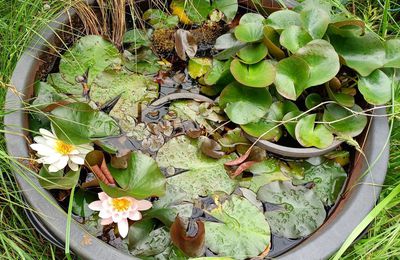 EB - Premières fleurs de nénuphar de 2024...