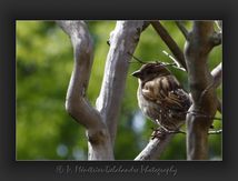 Moineau domestique - Passer domesticus - Passériformes