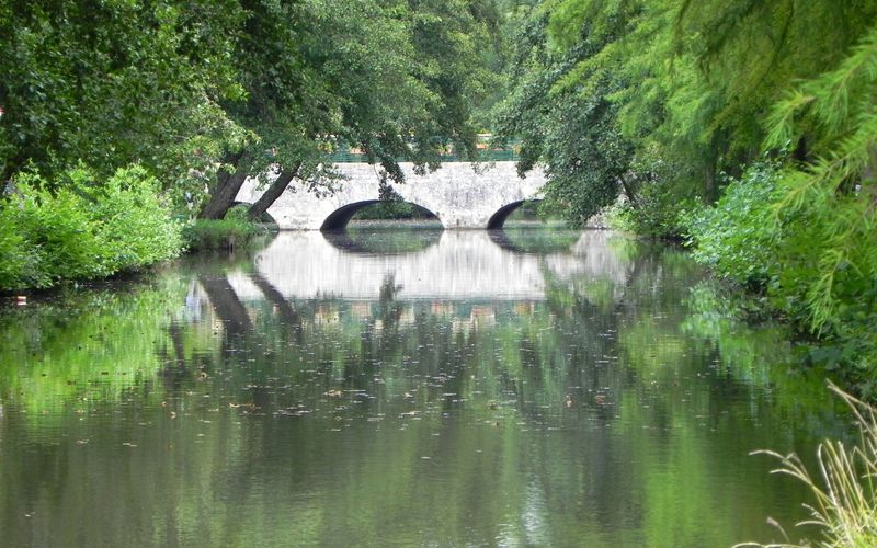 REFLET EN SOUS BOIS