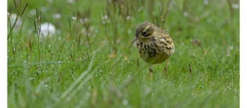 Pipit spioncelle