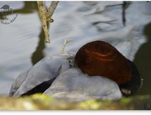 Fuligule milouin - Aythya ferina