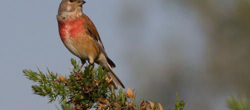 L'hécatombe des oiseaux dans le Nord-Pas-de-Calais