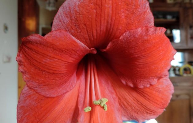 Notre amaryllis en fleurs 