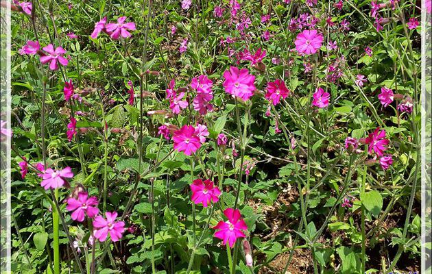 Silène dioïque, Compagnon rouge (Silene dioica) - Lartigau - Milhas - 31