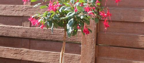 fuschias juillet 2020