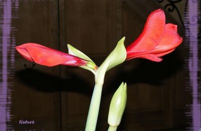 Amaryllis
