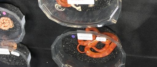 2014_11_15&amp;16 Bourse aux reptiles de Martigues