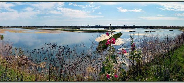 Balade dans les marais - Les Portes-en-Ré - Île de Ré - 17