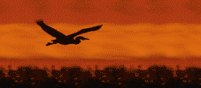 L'oiseaux migrateur