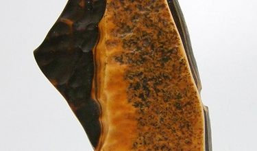 Bois fossilisé