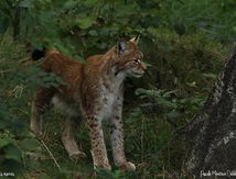 Lynx