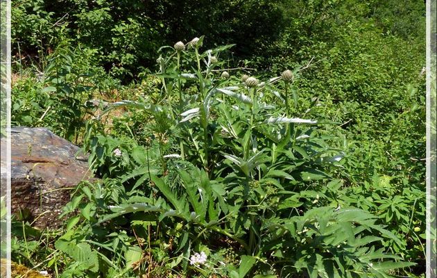 Plantations d'artichauts en pleine montagne ? Non, centaurée faux-artichaut ou Serratule fausse centaurée (Serratula centauroïdes) - Artiga de Lin - Es Bordes - Val d'Aran - Espagne 
