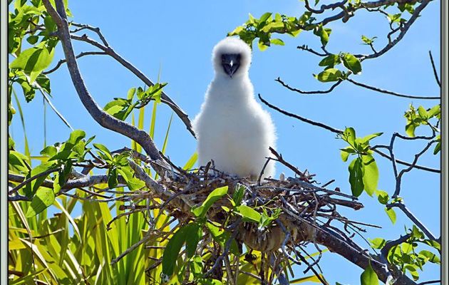 Images de Polynésie (2012) transférées depuis mon ancien blog