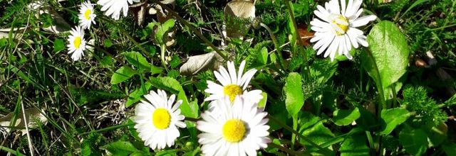  printemps en blanc 