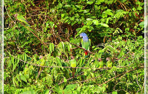 Perroquets Conures de Weddell, Dusky-headed Parakeet (Aratinga weddellii) avec Pione à tête bleue - Puerto Maldonado - Pérou