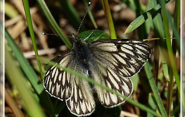 Lechera Preandina, Laiterie préandine (Tatochila theodice) - Terre de Feu - Argentine