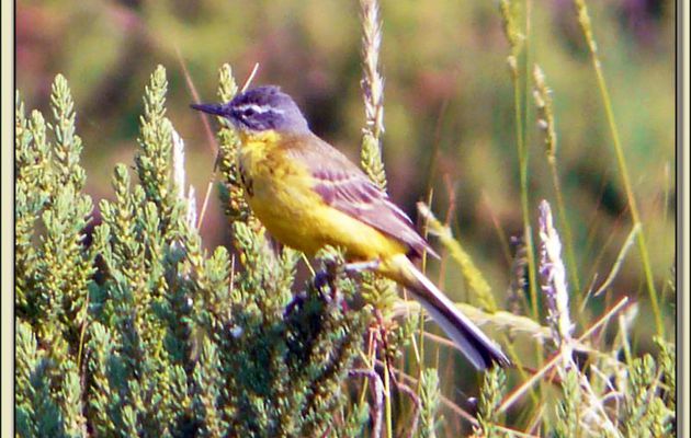 Bergeronnette printanière, Western Yellow Wagtail (Motacilla flava) - Ars-en-Ré - Ile de Ré - 17