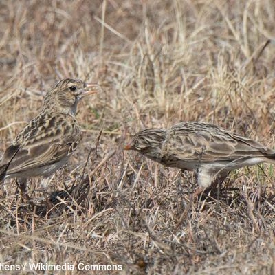 Rubrique    animalière