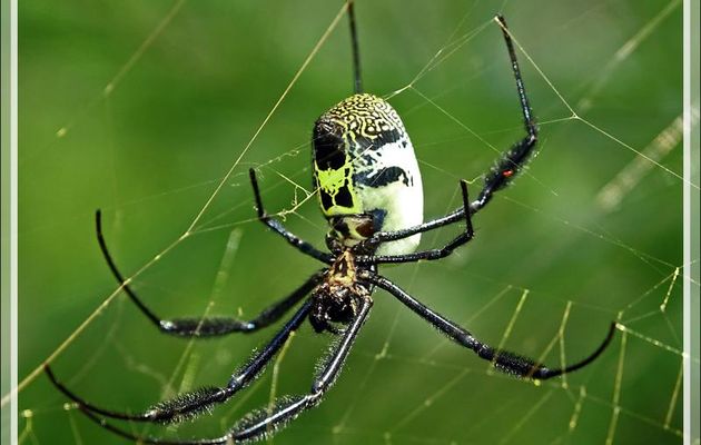  Néphile poilue ou à pattes noires, Hairy Golden Orb-weaving Spider, Black-Legged Orb Weaver (Nephila fenestrata) - Kirstenbosch - Cape Town - Afrique du Sud