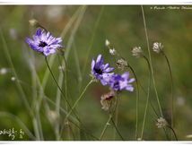 Catananche 