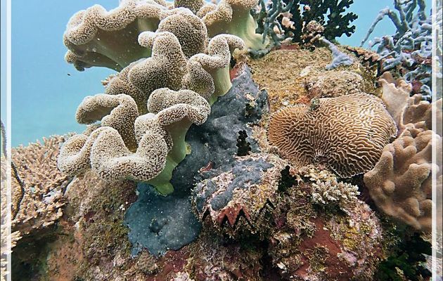 Corail cuir à oreilles d'éléphant, Elephant ear coral, fleshy soft coral (Sarcophyton trocheliophorum), Corail cerveau, Corail cuir lobé - Beangovo - Tsarabanjina - Mitsio - Madagascar