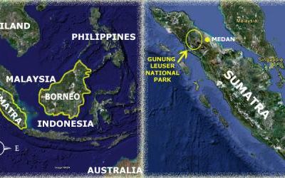 Parc National de Gunung Leuser à Sumatra