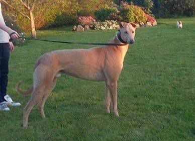 URGENCE SOS DANS LE 83 / GREYHOUND EN FUGUE 