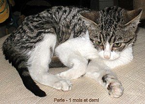 Le Coryza du Chat