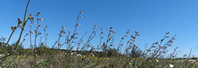 Silene nicaeensis  -  silène de Nice