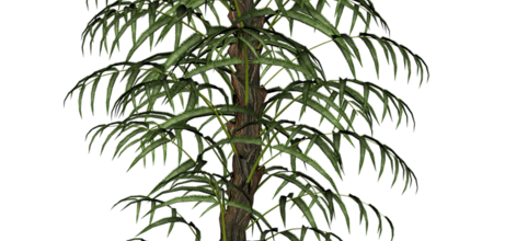 Ѽ Vegetation 