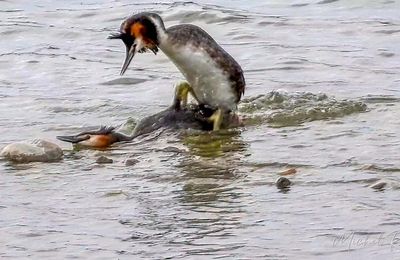 A L'Ecopôle du Val d'Allier dernièrement (En vrac)