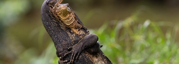 Les Comedy Wildlife Awards 2025 