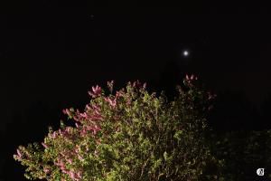 Vénus s'approche des Pléiades